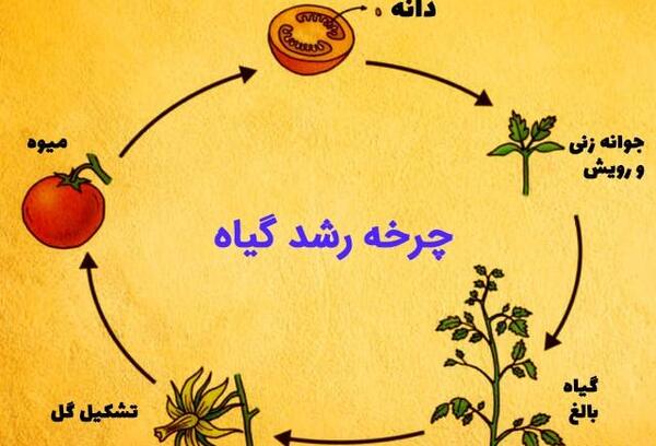 عکس در مورد گیاهان
