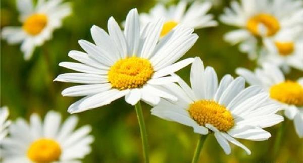 عکس در مورد گیاهان