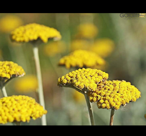 عکس در مورد گیاهان