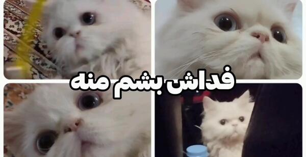 عکس چالش من کدومم