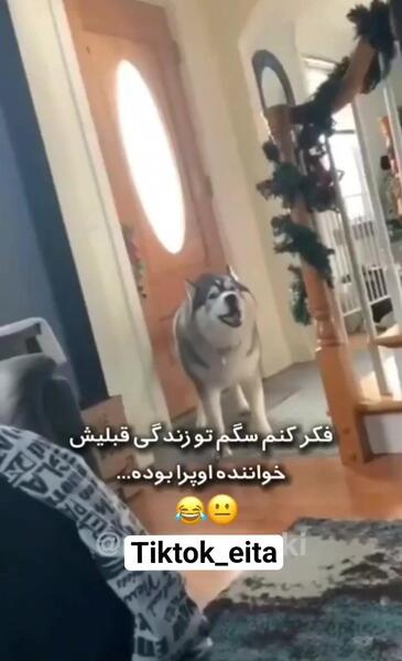 عکس مارمولک قشنگ