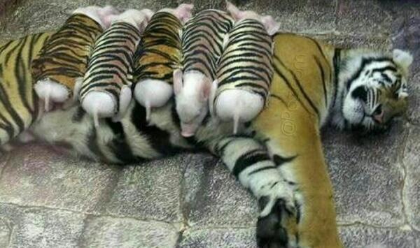 عکس ببر توله