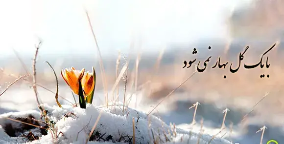 عکس تصویر ضرب المثل با یک گل بهار نمی شود