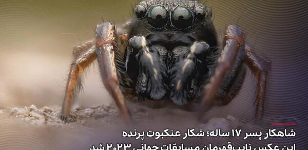 عکس عنکبوت پرنده