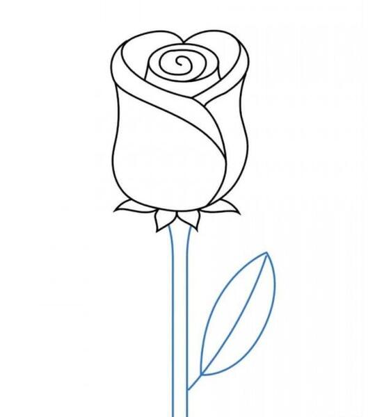 عکس گل رز برای طراحی