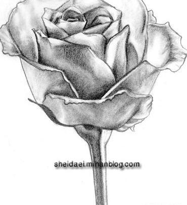 عکس گل رز برای طراحی