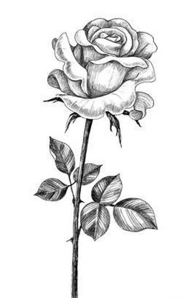 عکس گل رز برای طراحی