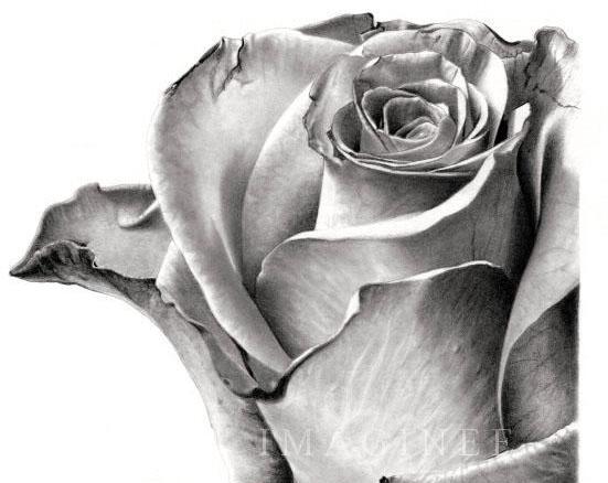 عکس گل رز برای طراحی