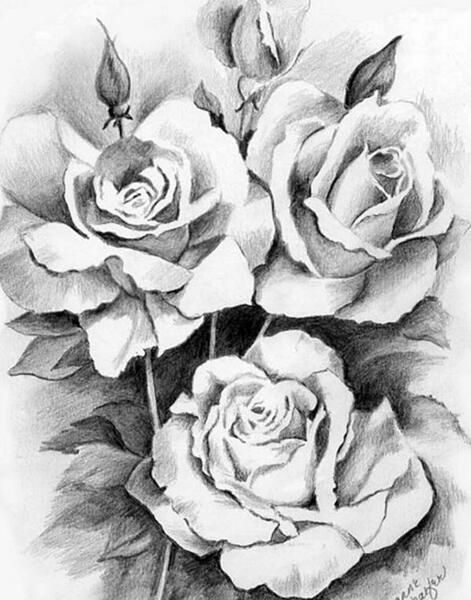 عکس گل رز برای طراحی
