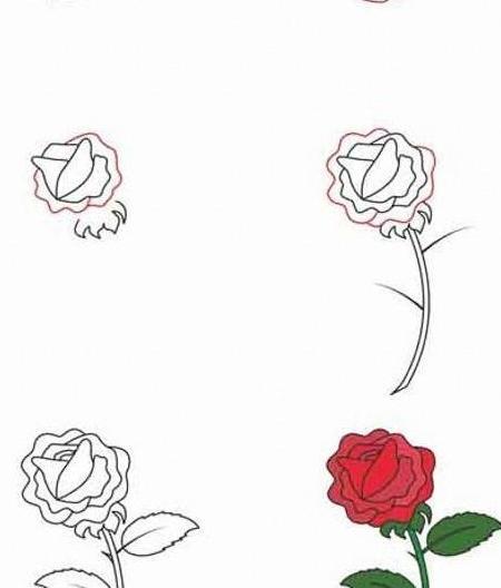 عکس گل رز برای طراحی