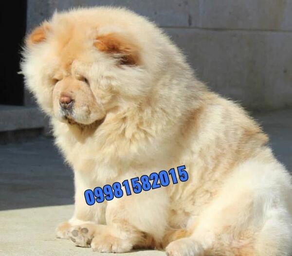 عکس سگ نژاد چاو چاو