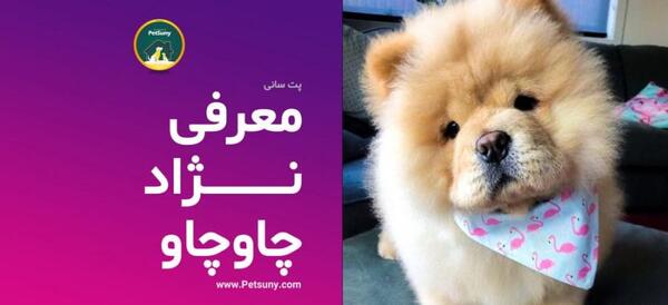 عکس سگ نژاد چاو چاو
