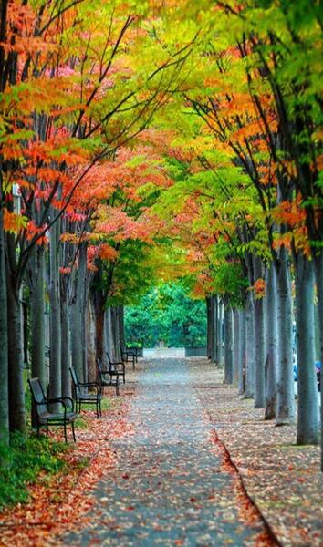 عکس های زیبای طالبان