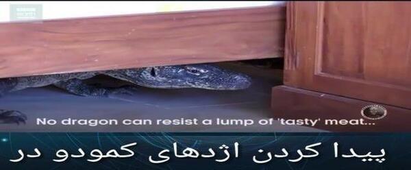 عکس مارمولک عظیم الجثه
