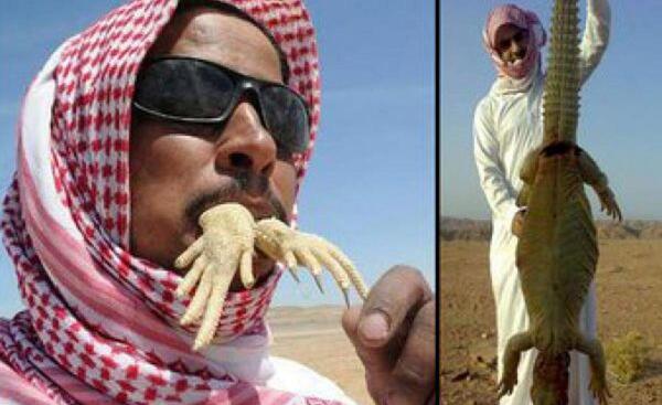 عکس مارمولک عظیم الجثه