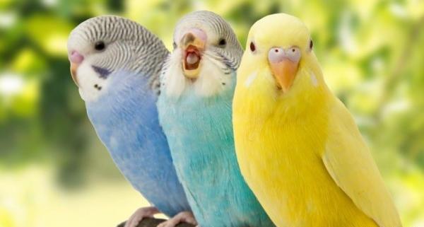 عکس مرغ عشق و