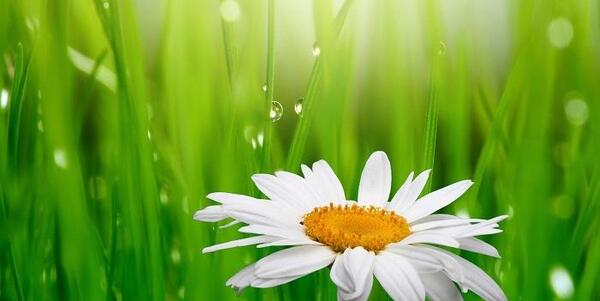 عکس فرفره های انفجاری بی بلید
