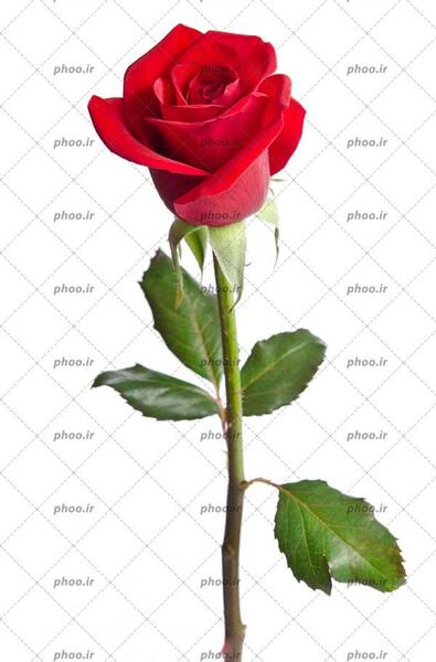 عکس یک گل رز