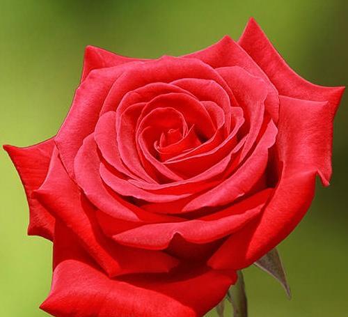 عکس یک گل رز