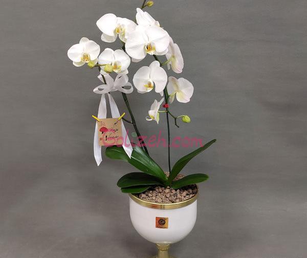 عکس گل ارکیده طبیعی