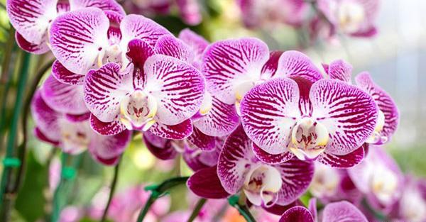 عکس گل ارکیده طبیعی