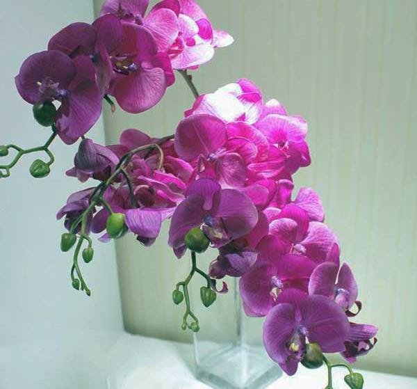 عکس گل ارکیده طبیعی