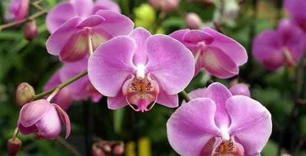 عکس گل ارکیده طبیعی