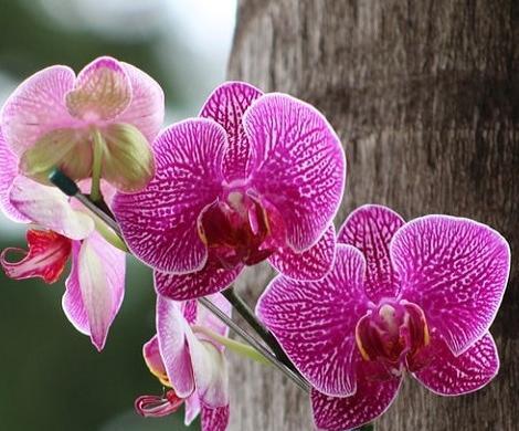 عکس گل ارکیده طبیعی