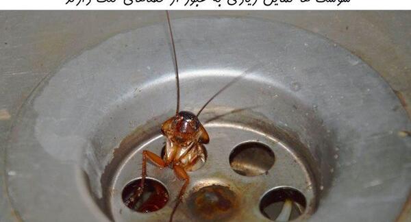 عکس سوسک زیاد