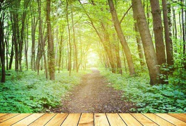 عکس تصویر پس زمینه جنگل