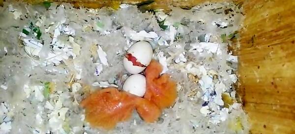 عکس جوجه یک روزه طوطی برزیلی