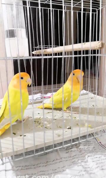 عکس جوجه یک روزه طوطی برزیلی