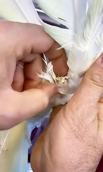 عکس جوجه یک روزه طوطی برزیلی