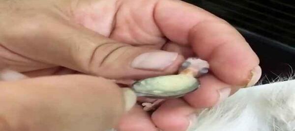 عکس جوجه یک روزه طوطی برزیلی