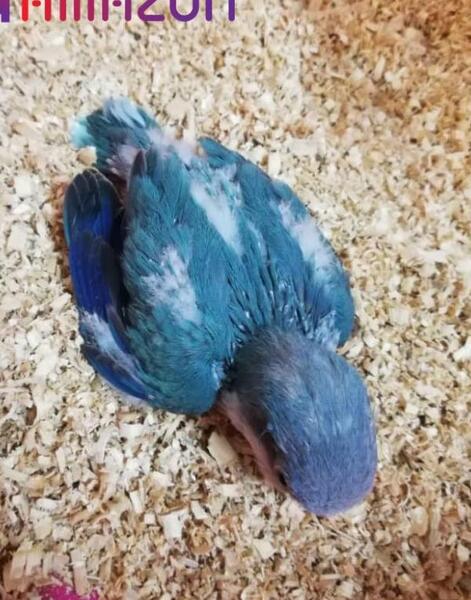 عکس جوجه یک روزه طوطی برزیلی
