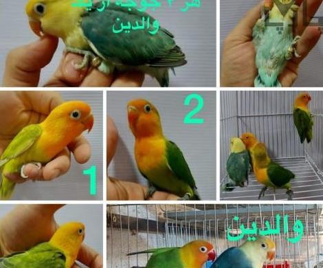 عکس جوجه یک روزه طوطی برزیلی