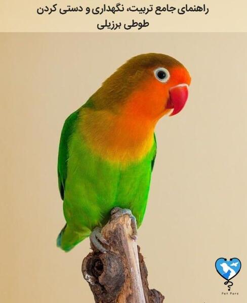 عکس جوجه یک روزه طوطی برزیلی