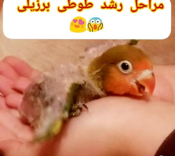 عکس جوجه یک روزه طوطی برزیلی