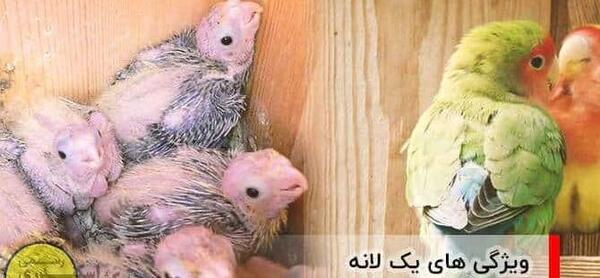 عکس جوجه یک روزه طوطی برزیلی