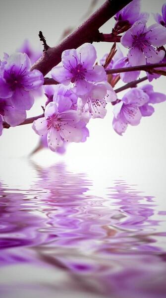 عکس پس زمینه بهاری