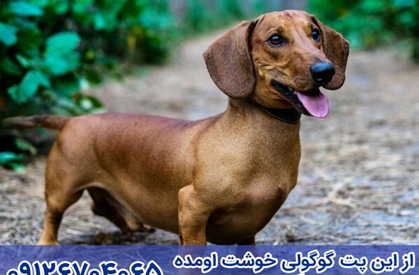 عکس اشپیتز داشهوند