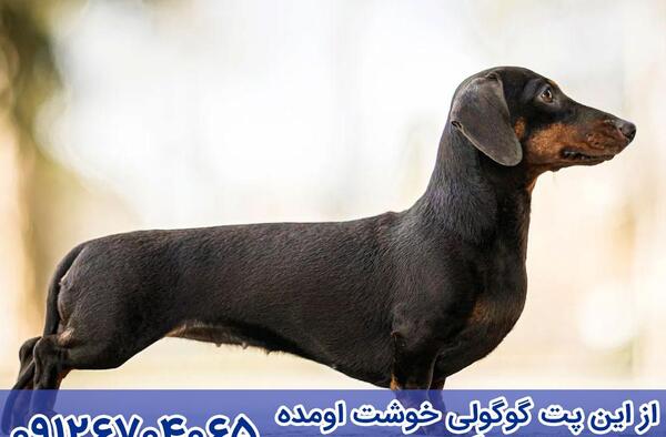 عکس اشپیتز داشهوند