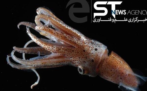 عکس ماهی مرکب خون آشام