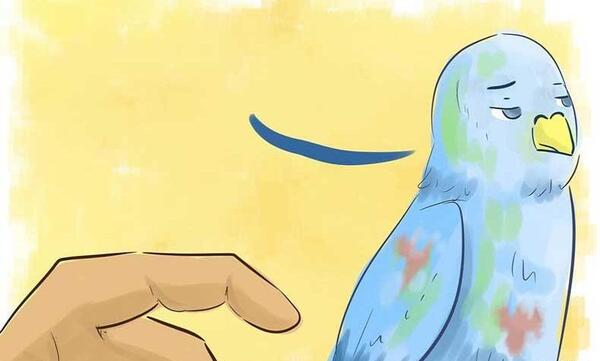 عکس مرغ عشق بیمار