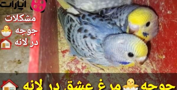 عکس مرغ عشق بیمار