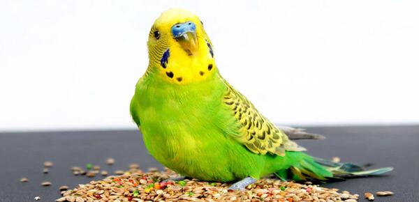 عکس مرغ عشق بیمار