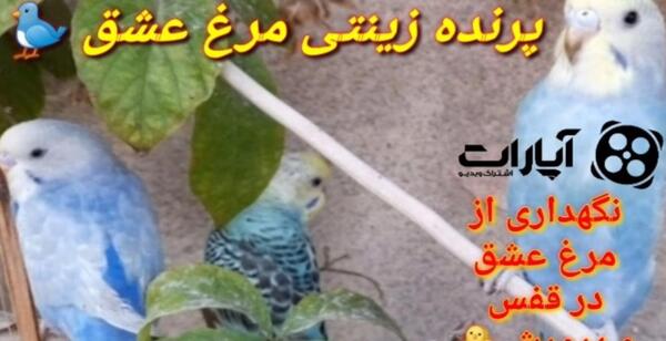 عکس مرغ عشق بیمار
