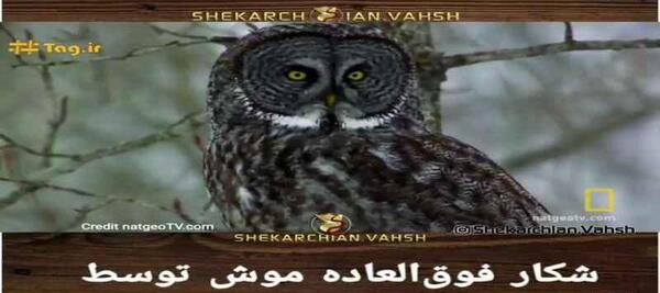 عکس شکار موش توسط جغد