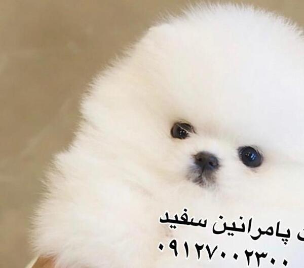عکس سگ پشمالو پاکوتاه فروشی