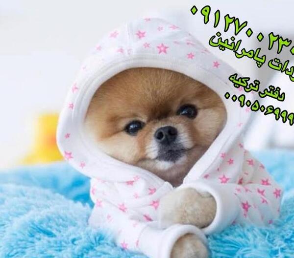 عکس سگ پشمالو پاکوتاه فروشی